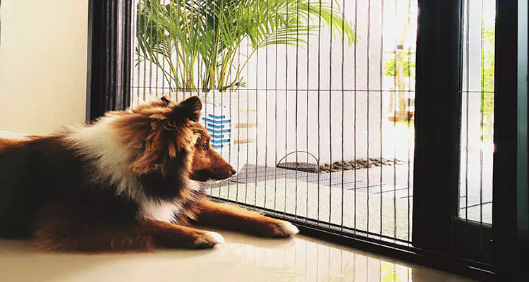 Sliding Screen Pet Door Repair in Wright, FL