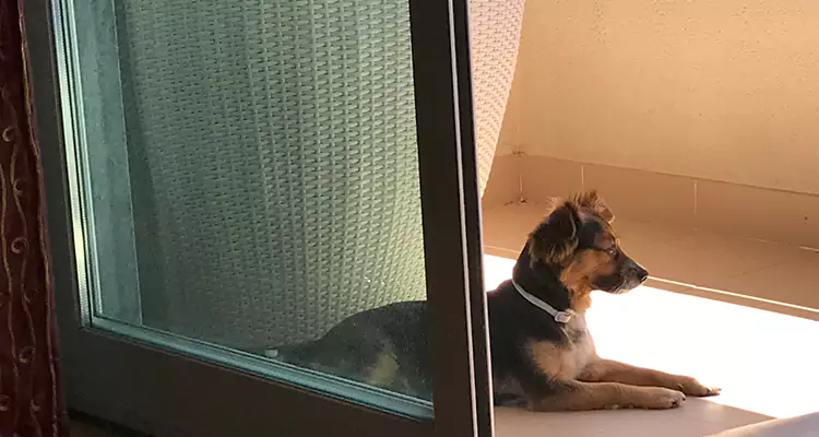 French Door Pet Screen Repair in Wright, FL